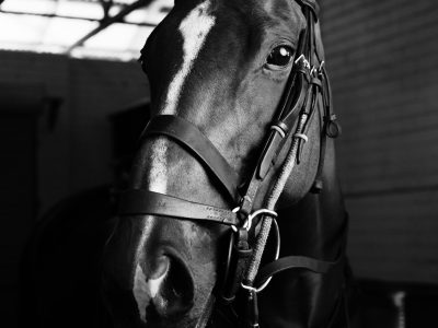 2 Yr Old Black Standardbred Gelding